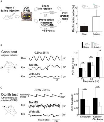 No Gain No Pain: Relations Between Vestibulo-Ocular Reflexes and Motion Sickness in Mice